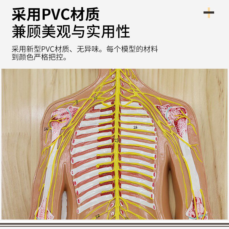 人体八/九大系统模型 血液循环神经消化内分泌运动X淋巴泌尿系统