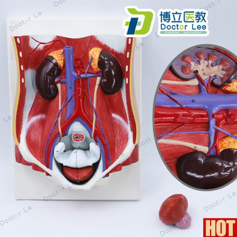 体男女性泌尿系统模型膀胱腹腔后腹壁解W剖肾脏模型 前列腺模型