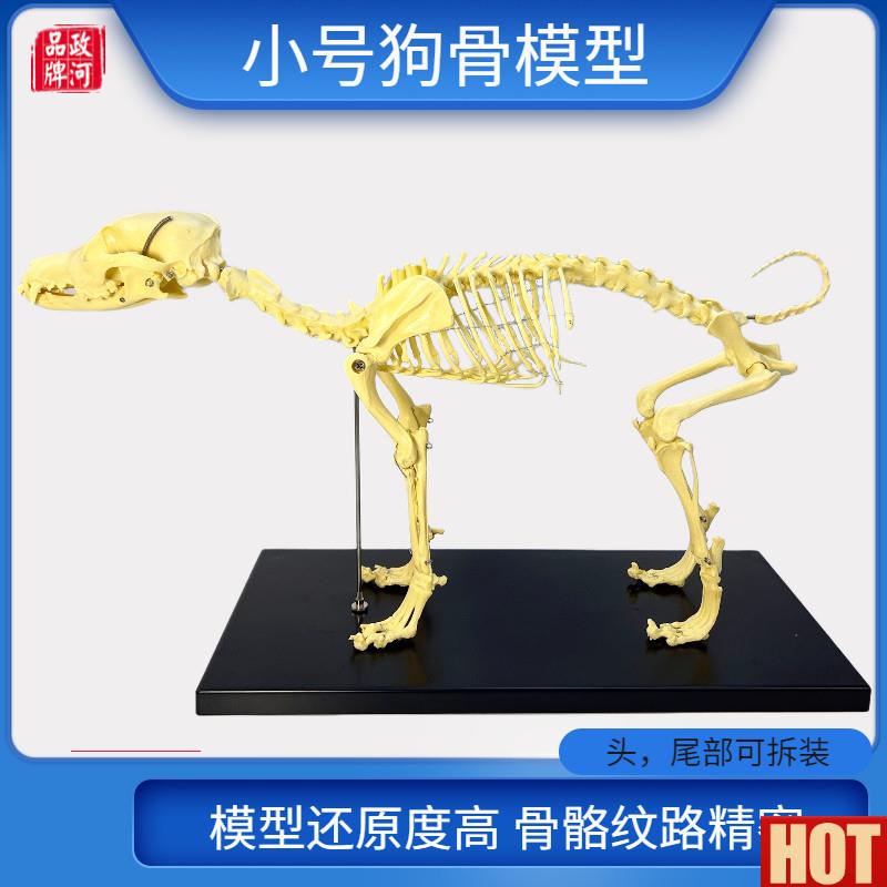 物骨科器械全身狗骨x骼标本模型动物狗猫犬教学骨头骨架骨骼模型