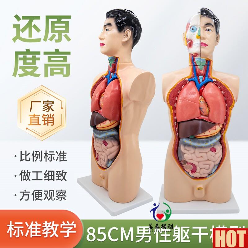 5cm人体男性躯h干模型19件内脏器官肌肉解剖心脏肝脾肺肾医学教学