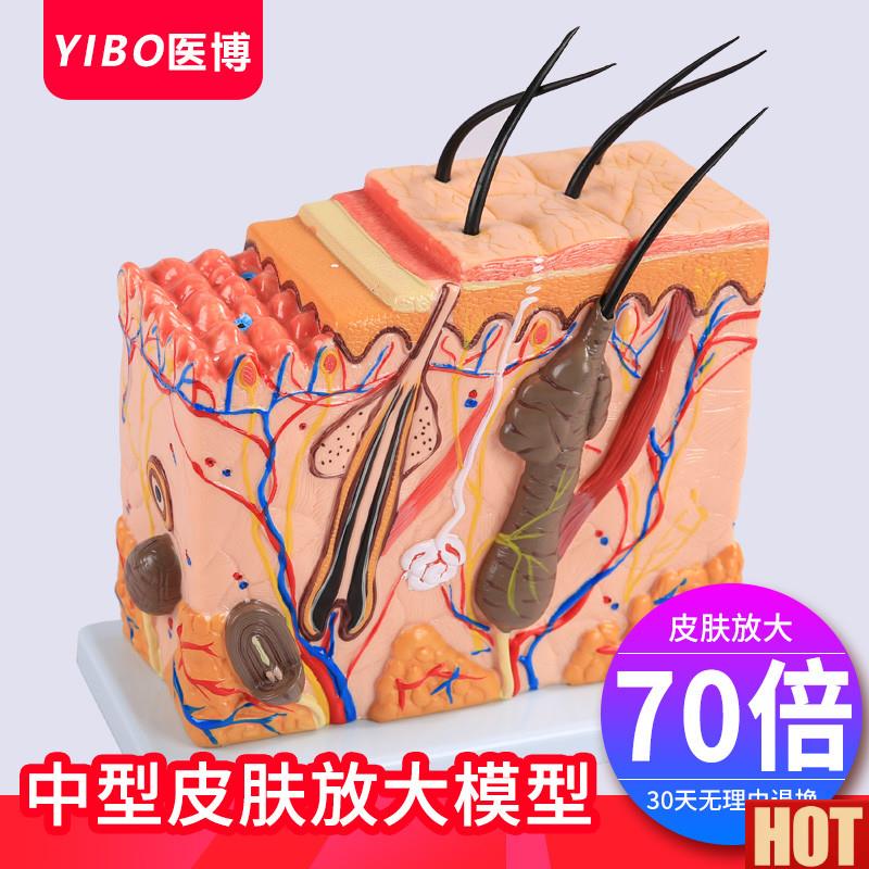 肤结构解剖模型 美O容教学皮肤组织层次立体构造微整形 皮肤模型