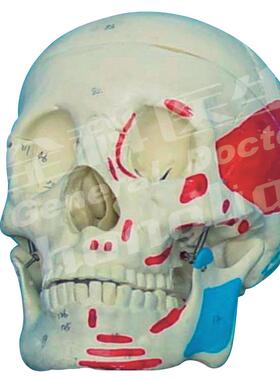 成人头颅骨肌肉着色模F型A11111/2