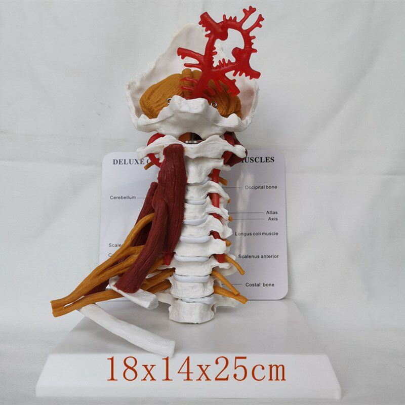 成人颈椎带神经血管骨骼骨架模型教学医用教U学讲解展示玩具