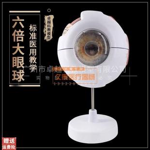 球模型眼球结构眼构造模型教学医T学演示生物器材
