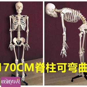 85CM 170ClM人体骨骼模型软脊柱塑料骨架脊柱可弯曲 美术临摹骨架