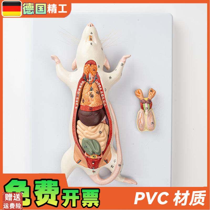德国】小白鼠老鼠内脏器官结构解剖C模型生物教学实验动物解剖畜