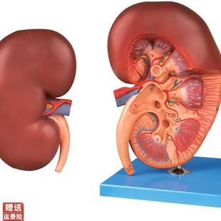 肾脏解剖放大y模型A14005