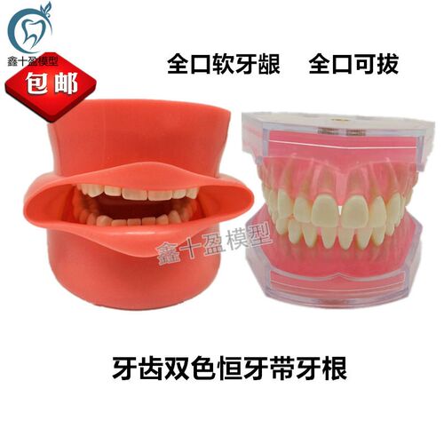 牙科口腔科教学拔牙模型r备牙练习模型全口可拆卸牙齿仿真脸皮模