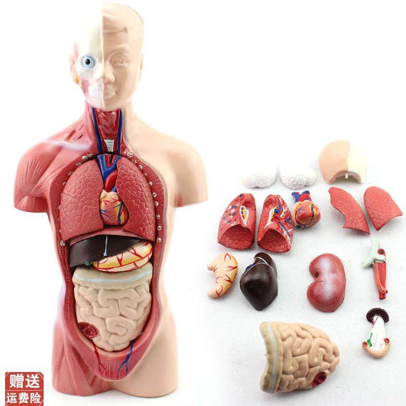 幼儿园/早教体验馆中小学教育26CM躯干模型人体U解剖器官结构模