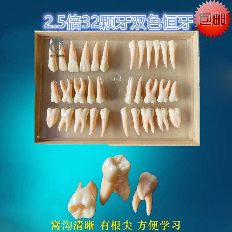 口腔牙齿模型雕牙指导 2.5倍32颗牙双色恒牙离体R牙解剖形态教学D