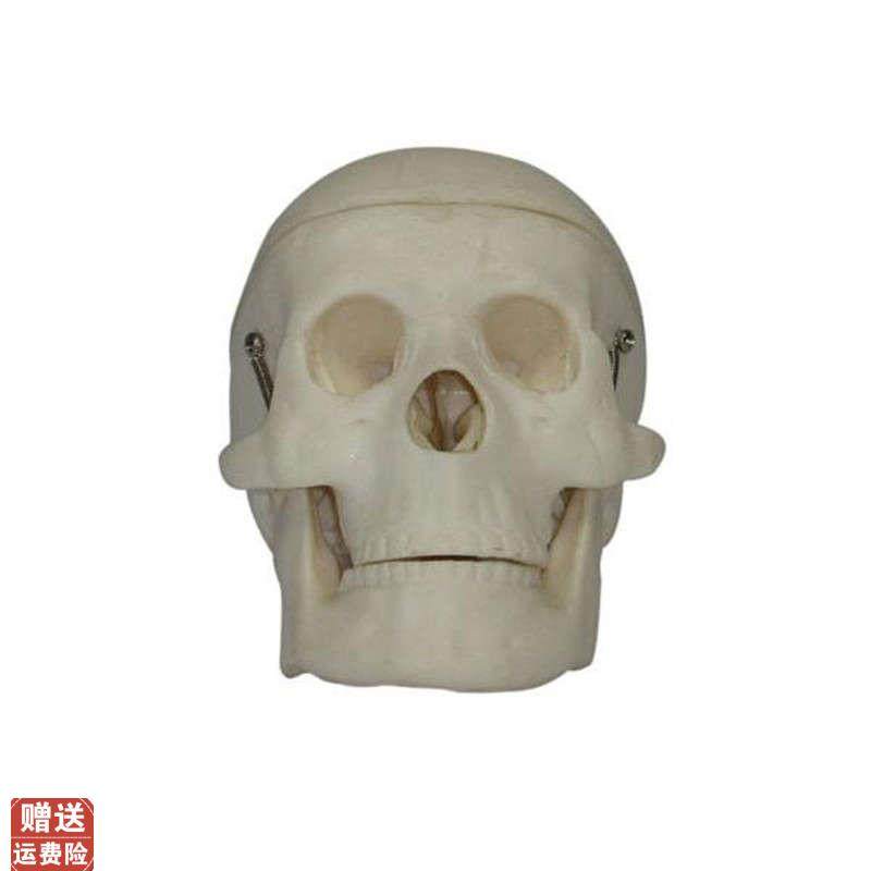 小型头部骨模型头颅骨教学训练示R教解剖标本模具,文具电教/文化用品/商务用品,模拟人,淘宝优惠券,粉丝福利购,淘宝优惠卷