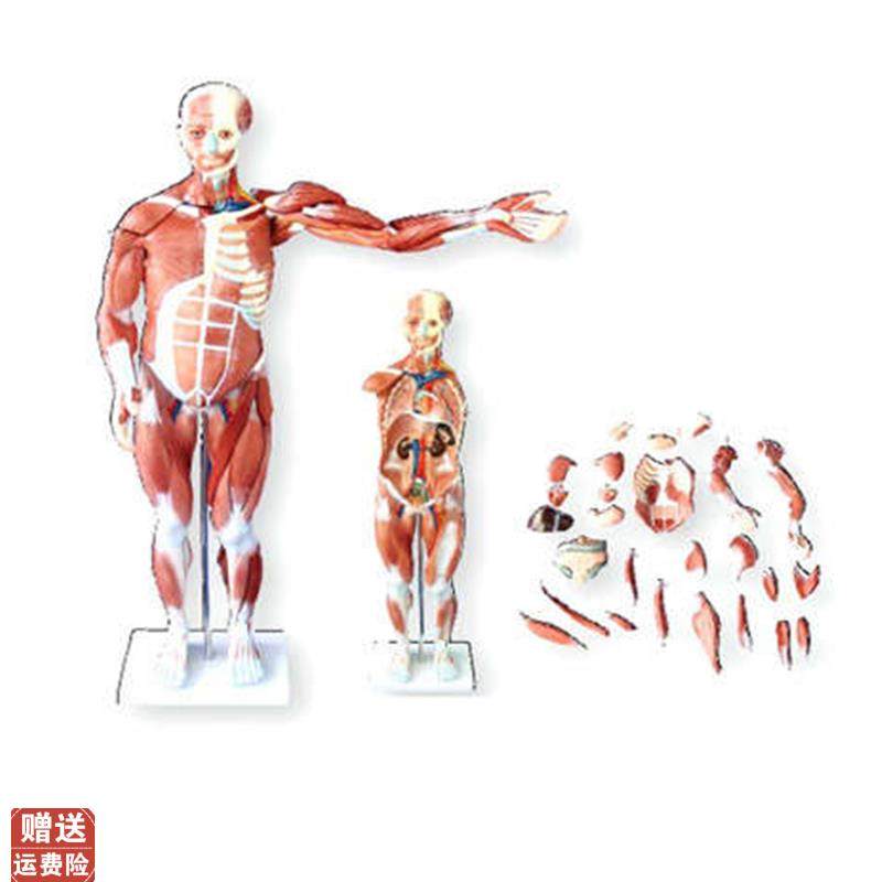 80CM人体肌肉模型医.学教学模具