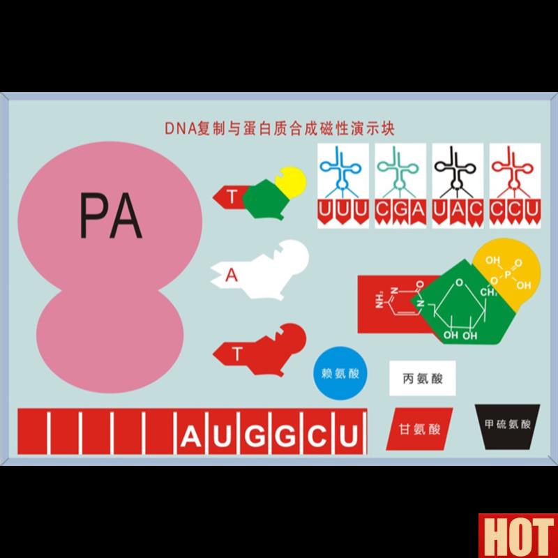 NA复制模型蛋白质合成演示转录翻译修饰v生物教学实验初高中学校