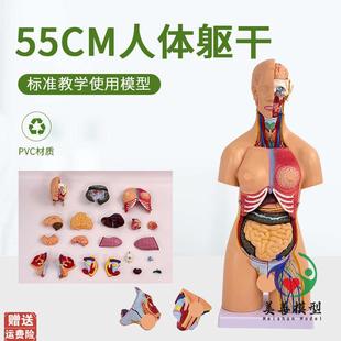 55CM人体器官身体结构解剖模型医用仿真全身内脏拼装 Y躯干解剖教