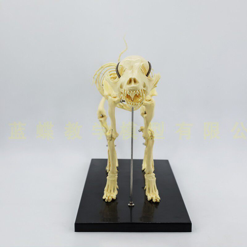 宠物骨科器械 i狗骨骼标本模型 动物狗猫犬 教学骨架骨头 骨骼模