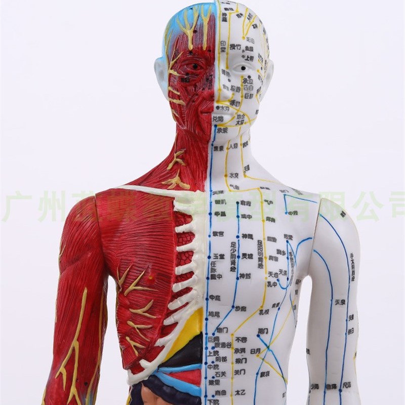 刻字超高清晰人体穴位o模型针灸按摩教学模型60CM半皮半肌经络模