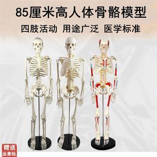 人体骨骼模型85厘米高适用广泛z四肢灵活瑜伽医用美术康复小白骨