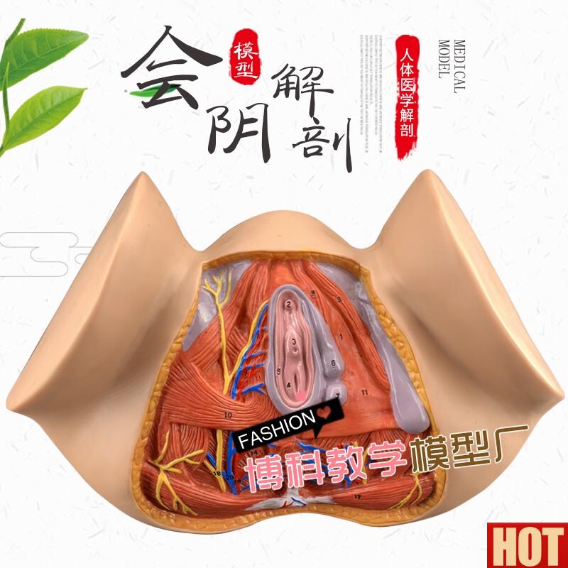 性会阴模型 尿生殖三角 肛门 生殖系统模型 C女性盆腔模型 外阴