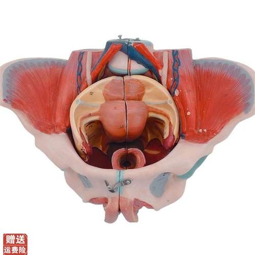 女性人体b骨盆附生殖器官模型