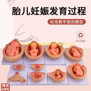 自然大妊娠胚胎发育过程模型人体胚胎J发育怀孕十月胎儿10件套