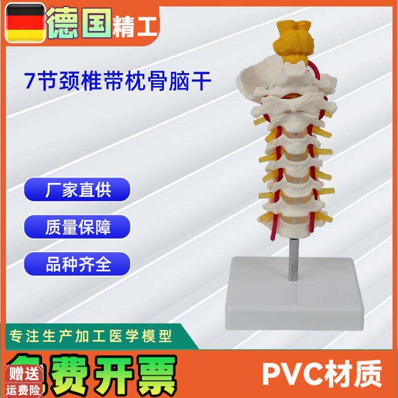 7节颈椎带枕骨脑干模型人体骨骼模型教学X模型可分销
