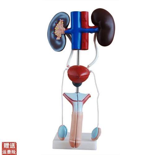 男性女性泌尿生殖系统模型肾脏解剖模型膀L胱结构造教学医学教具