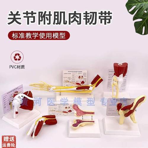 人体膝关节上肢肌肉手臂关u节附血管韧带骨骼模型髋关节功能结构