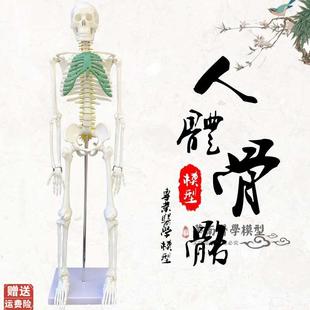 人体骨架模型85CM人体骨骼模具人J体脊柱脊椎模型医用美术