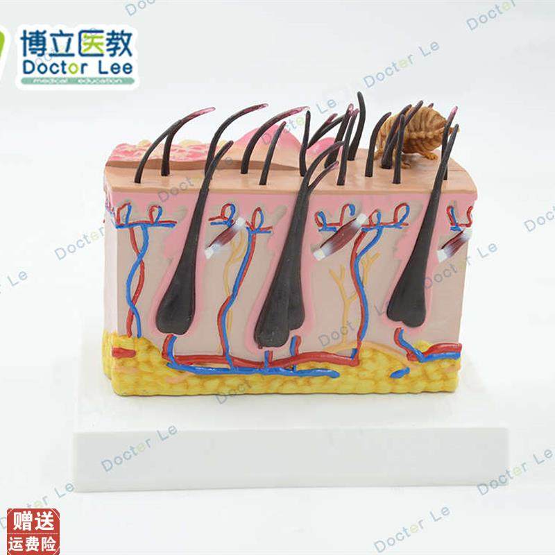 放大狗皮肤模型动物皮r肤解剖犬科教学宠物模型跳蚤畜牧模型,玩具/童车/益智/积木/模型,其他模型玩具,淘宝优惠券,粉丝福利购,淘宝优惠卷