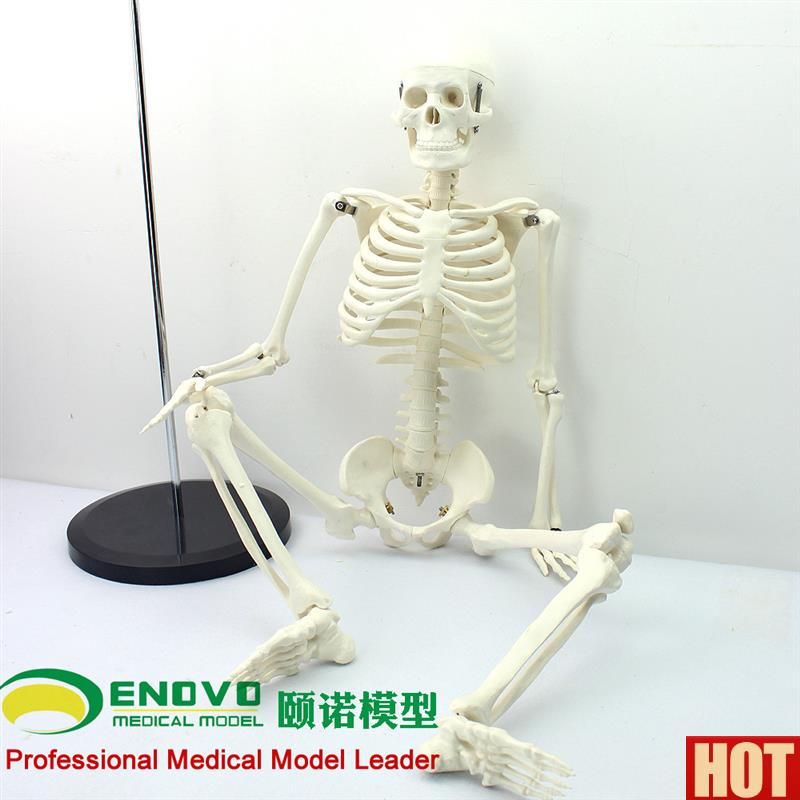 诺正品美术艺用医用标准85CM人体骨骼模型骨n骼骨架教学模型玩具