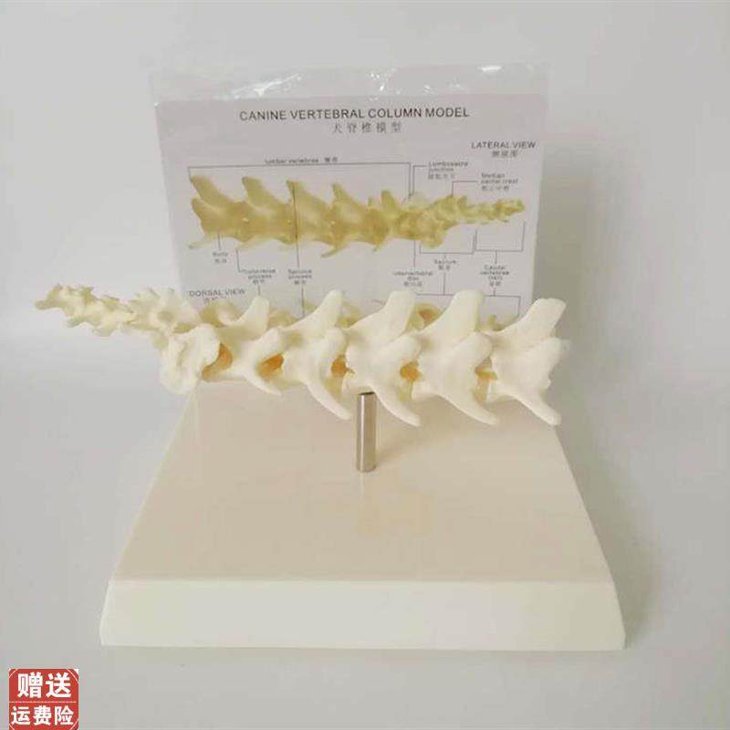 狗脊椎模型狗骨架动物骨骼犬骨y架犬科教学宠物畜牧狗腰椎广东包