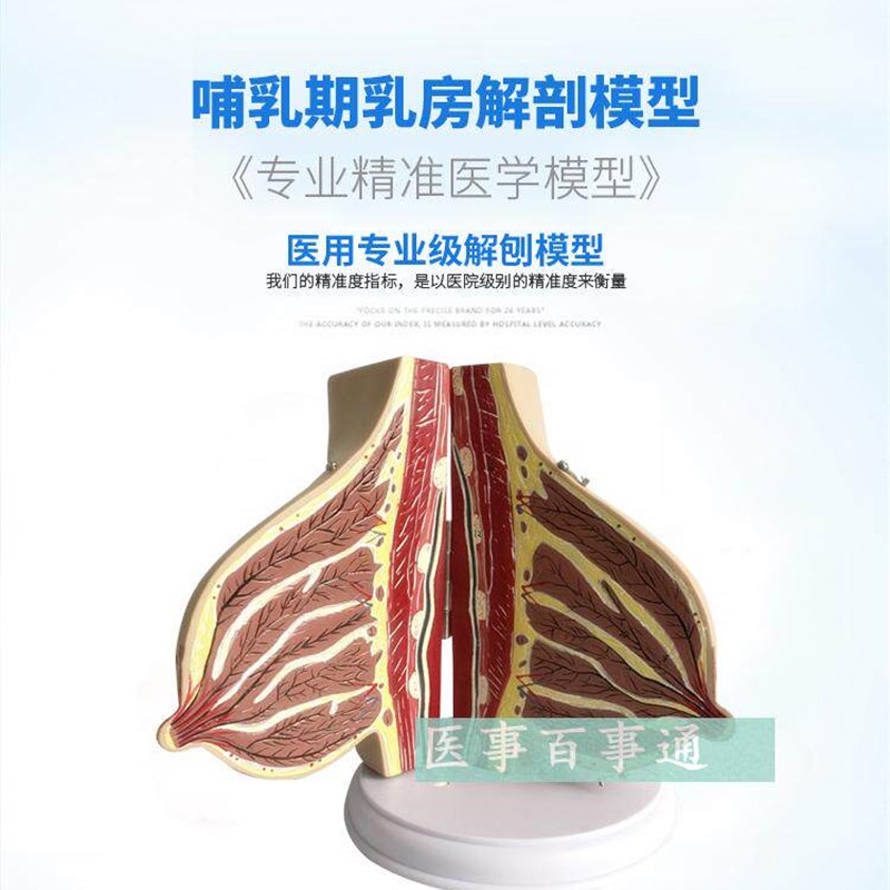 女性乳房解剖教学模型 医学教育用具 12岁以上适用S生殖健康教学