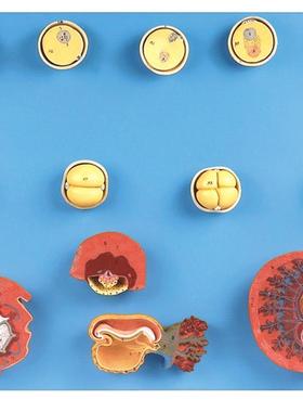 受精与初期胚胎发育过H程模型A42003