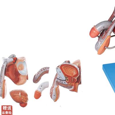 男性生殖器官结p构模型/解剖模型A15102