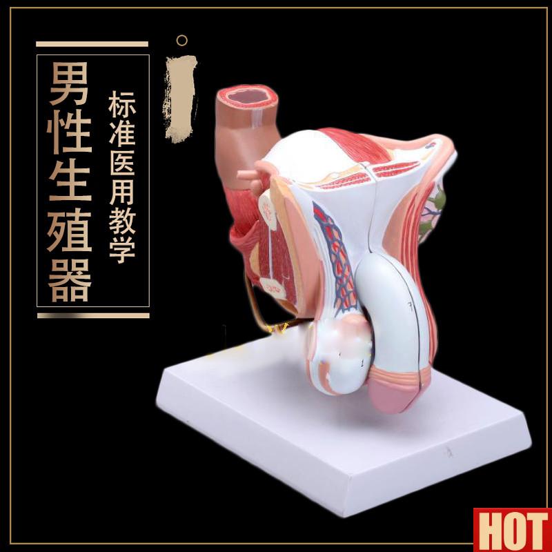 殖器 睾丸 膀胱 自然大t1:1男性男性生殖器层次解剖模型 医用