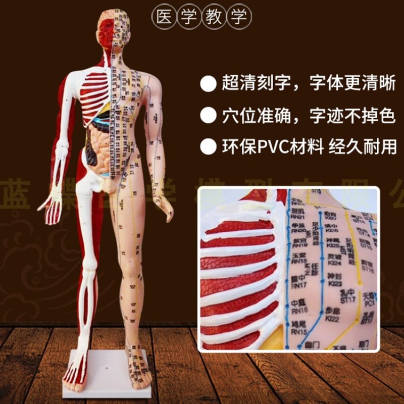 高清85cm针灸穴位经络人体模型模特超清晰中O医用家用教学针灸模