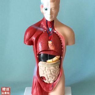 85CM人体两性躯干解剖模型内脏器官解剖模型医学教.学早教模型