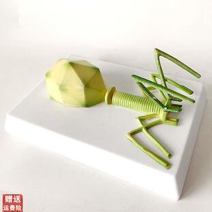 噬菌体模型感染细菌真菌藻类放线菌螺旋体微X生物学校实验