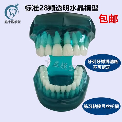 牙科口腔模型f 标准牙齿模型 标准牙列牙脊线清晰四种对比托槽模