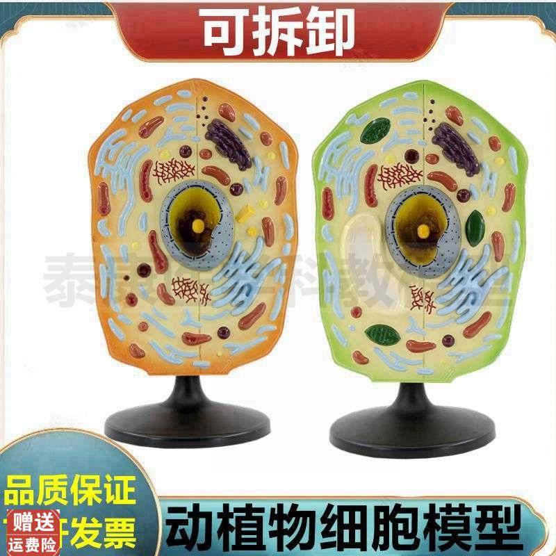 动物细胞模型细胞膜细胞核细胞器可拆卸生物N课展示医用细胞微细