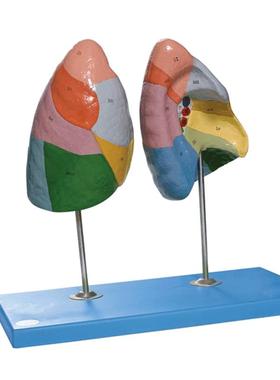 肺段模型/解剖模型AU13010