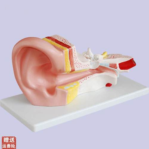 中耳解剖模型