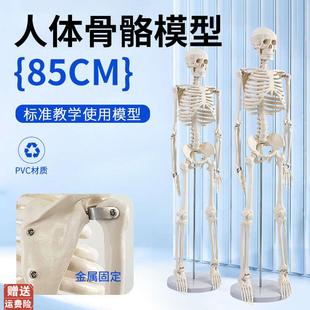 85cm人体骨骼模型全身骨架人体模型成人小骷髅S教学模型脊椎模型