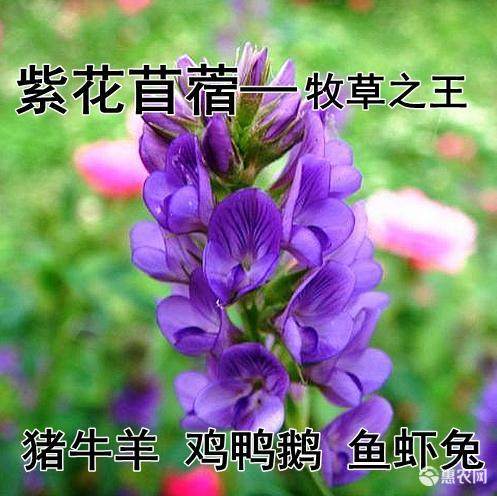 兔草苜蓿草多少钱 兔草苜蓿草价格 小麦优选