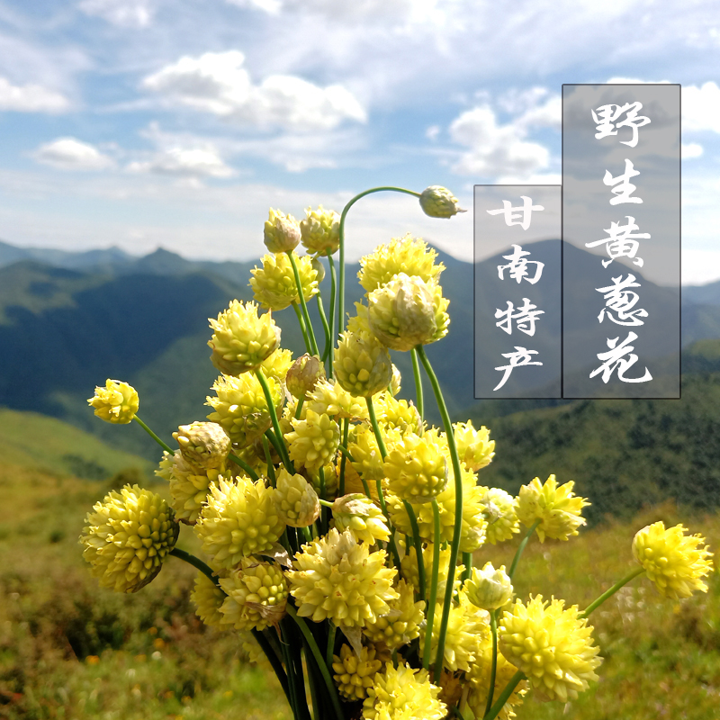 野生调味甘肃黄葱花野山葱扎蒙花