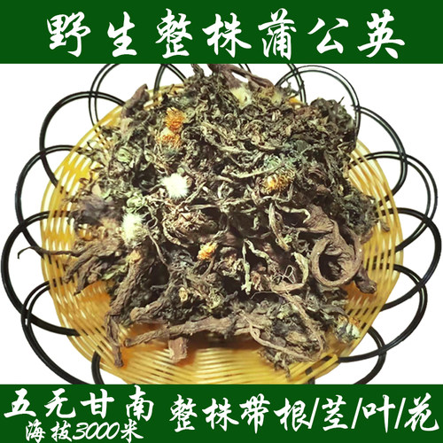 甘南蒲公英高原整根野生