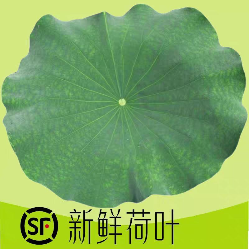 精美食材包装小青菜等你来拿重庆新鲜荷叶整张直销网店顺丰包邮
