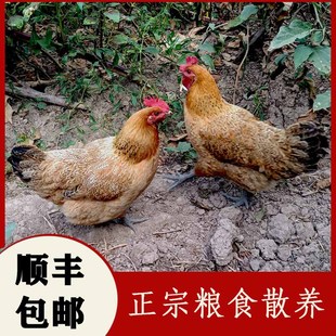 重庆老母鸡公鸡杂粮喂养散养走地鸡新鲜现杀正宗土鸡顺丰包邮整只