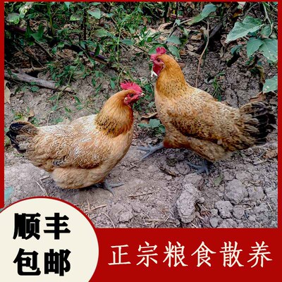 正宗农家散养养老母鸡土鸡整只装