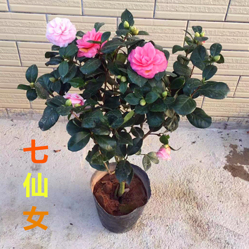 正宗七仙女品种茶花树苗盆栽 室内外阳台庭院绿植花卉 带花苞发货